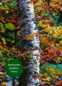 Rødbladet Fjeldbirk ‘Hekla’